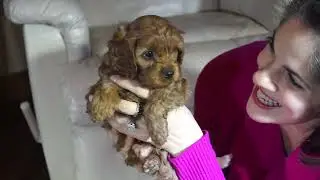 7 week Cavapoo Puppy