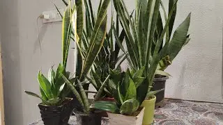 Beautiful Indore Plant Snake Plant is a plant that purifies your air