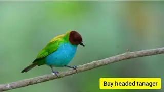 Burung Bay Headed Tanager