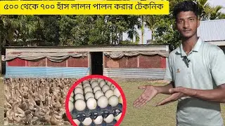 ৫০০ থেকে ৭০০ হাঁস লালন-পালন করা টেকনিক জেনে নিন রাফি হাঁসের খামার#birds #lifeisbutadream 