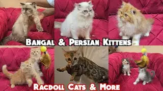  Doll Face Persian Pregnant Cats & Kittens | Racdoll Bangal Available in Hyderabad 