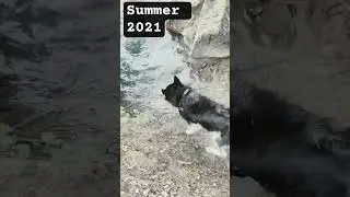Panda bathing #summer #husky #youtubeshorts #huskylife #siberianhusky #youtube #youtuber