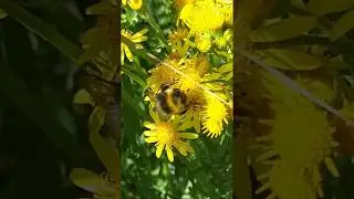 Bumblebee - Bombus lucorum  - H&uacute;shumla  - Skord&yacute;r - Brandbikar