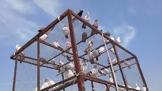 70 plus Kabootar Bahi new nikal Diye Ateeq AD vlogs
