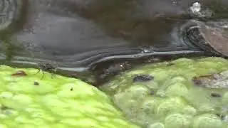 Shore Flies on McDowell Creek: Lispe and Ochthera