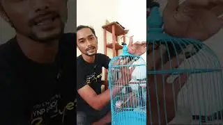 Cara cepat menjinakan sogon Ombyokan #sogon #sogokotong