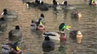 🦆 Ducks by ani male 🦆