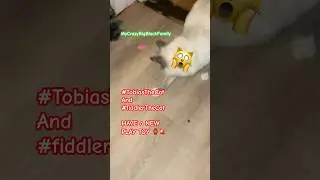 CRAZIEST CAT 🐱 VIDEOS #crazycats #catplaying #catvideos #cats #catshorts #shortsfeed #shorts #fyp