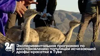 Экспериментальная программа по восстановлению популяции исчезающей дрофы красотки в Туве