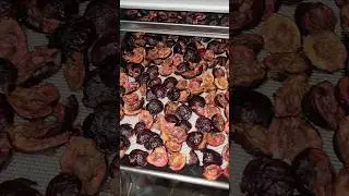 Freeze Dried Fresh Michigan Cherries! #farmlife #shorts #homesteading #cherries #freezedried #diy