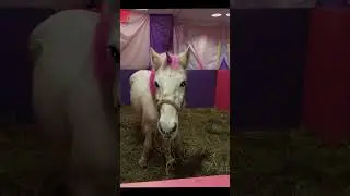 National Dress Up Your Pet Day: Unicorns and Dressed-Up Donkey Fun!