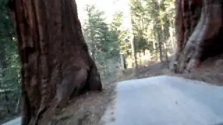 Driving thru the 4 Guardsman entering Sequoia Giant Forest.mov