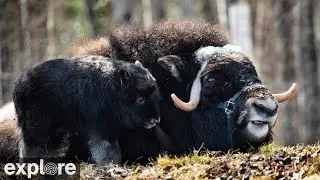 Musk Ox Camera at the University of Alaska Fairbanks powered by EXPLORE.org