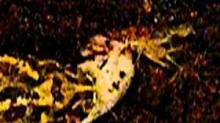 Pacman Frog Eating Mouse Take 2