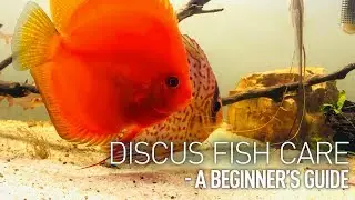 #DISCUS #FISH CARE - A #BEGINNER&rsquo;S GUIDE