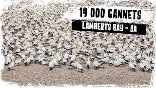 Lamberts Bay - South Africa