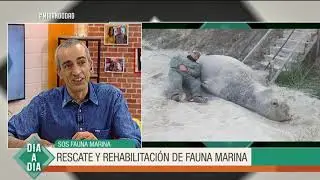 SOS Fauna marina: Rescate y rehabilitaci&oacute;n de fauna marina