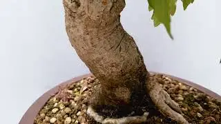 Bonsai Acer Negundo / Bordo Negundo