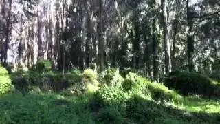 video6.mov: Walk through Presido along Lobos Creek Trail...