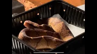 New Bushmasters and Taipans + Feeding Venomous Snakes and Lizards