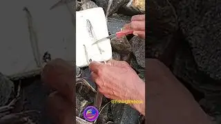 Simple Way to Cut Fresh Fish Bait | Village Fisherman Life #coastallife