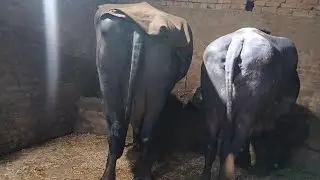 3rd taimar 25 kg bafallo कामेश भाई गांव कलोदा कलां नरवाना जींद