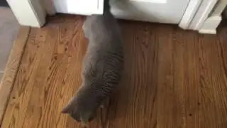Mason's New Hidden Cat Door