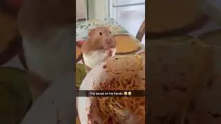 Funniest Hamster Stealing Food Moments Ever! 🐹🤣