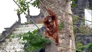 Pairi Daiza,Beste Zoo van Europa,deel 3,The Kingdom of Ganesha