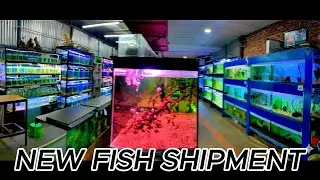 New Aquarium Fish Stock! Unboxing & Tank Updates
