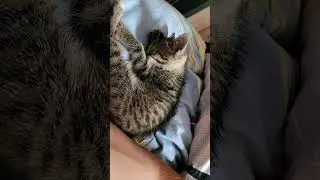 TODAY #reels #cat #zwierzaki #viral #cute #funny