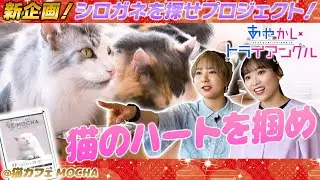 TVアニメ「あやかしトライアングル」連動企画『シロガネを探せプロジェクト！』#01