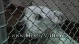 Mostly Mutts 1