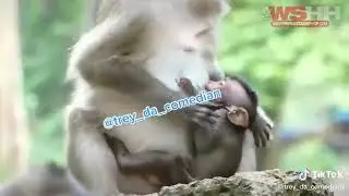 Funny Monkey Voiceover