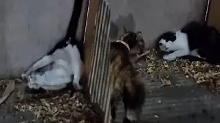Die Katze ist entspannt? (แมวผ่อนคลาย?)หรือว่า Die Katze ist aggressiv?(แมวกร้าวร้าว?)