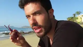 PU#8: Kuh-Angriff! ● &Uuml;BERDOSIS! ● Rohkostsandwich ● Vitamin D-Info