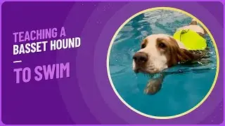 Teaching a Basset Hound to Swim | You Won&rsquo;t Believe Her Progress!