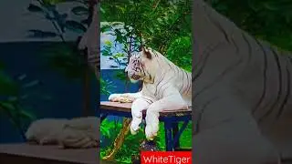 White Tiger Attack #shorts #viral #shortvideo #tiger #safari
