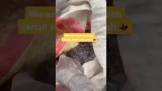 Turning Waste to wealth #viral #agriculture #snail #viralvideo #wastetowealth