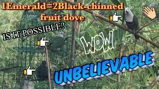 Unbelievable (almost) double catch? Black-chinned fruit dove using Emerald dove as a bait/Hunt#22