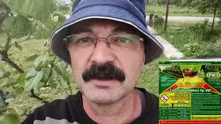 Mana viței de vie - manifestare / tratament.