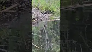 Mr Beaver living the life