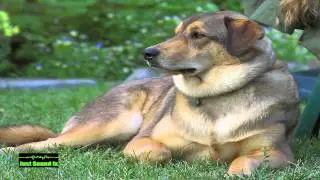 dog barking sound