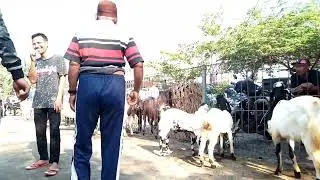 Respect the Goat - greet                                .