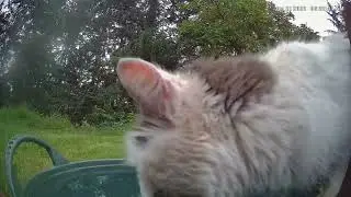Fresh water bucket daily stray cat finds fresh water