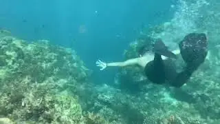 Swimming with thousands of sardines in Bohol!