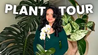 50 Houseplant Collection Tour | Spring 2025