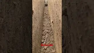 Handheld diesel trencher💯 #youtube #machine #viralvideo #trenchdigger #trenching #trenchers #remix