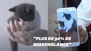 En Chine, il est possible de cloner son chat disparu