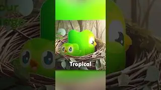 What Duolingo sound is the BEST?